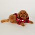 Pies Onesie, Czerwony